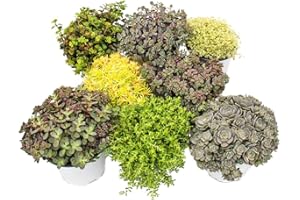 EXOTENHERZ 8 plantas Hardy Sedum - stonecrop - juego de colores variado 10,5cm pot