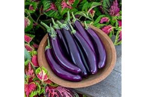 Aubergine 'Violet Knight' F1 - Disease-Resistant, Early Maturing Variety for Pots and Greenhouses - High Yield Purple Eggplant Seeds - 1 Packet (6 Seeds) by Thompson & Morgan