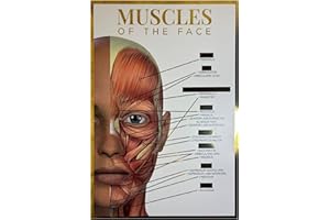 QUALIPRINT LIMITED Qualiprint Muscles of the Face Poster - 300GSM, 42cm x 29.7cm | Gold Foil Silk Finished Human Anatomy Wall Art for Salon Decor, Classroom Learning & Aesthetics Clinic | Unframed