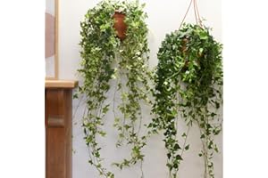 THOMPSON & MORGAN Hedera Helix Mix - Versatile Evergreen Ivy for Indoors and Outdoors, Perfect for Ground Cover, Container Plants, and Foliage Display, 1X, 3X, 6X, 12X or 18X 6cm Pots by Thompson and Morgan