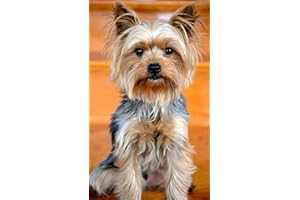 LWOHDKHK DIY 5D Diamond Painting Kit Forage Complet Chien Yorkshire terrier Diamant Peinture de Croix Peinture Strass Broderie Craft pour Home Décoration Mural