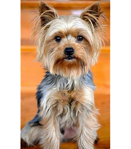 Xhabbaa Diy 5D Diamond Painting Strass Complet Mosaïque