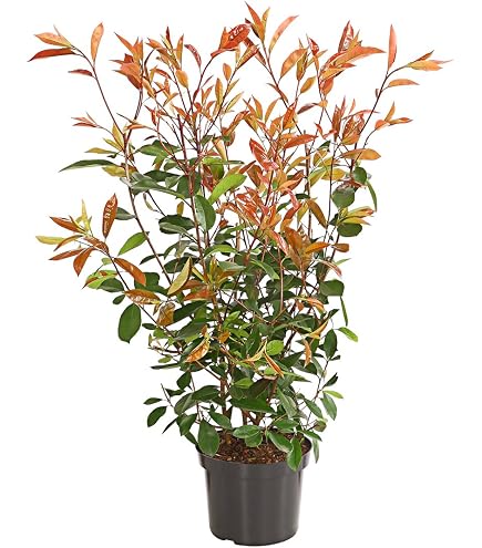 immergrne Glanzmispel Photinia fraseri Red Robin 80-100 cm hoch im 7,5  Liter Pflanzcontainer : Amazon.de: Garten