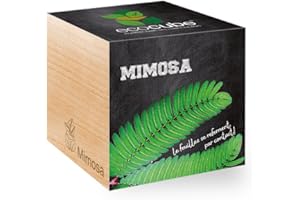 Feel Green Ecocube Mimosa, Le Feuilles Se Referment Par Contact, Idée Cadeau (100% Ecologique), Grow-Your-Own/Kit Prêt-à-Pousser, Plantes Dans Des Cubes En Bois 7.5cm, Produit En Autriche