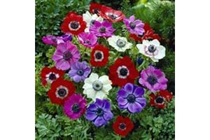 FLORIANA-BULBOSE Bulbi da Fiore (10 X Anemone coronaria De Caen)