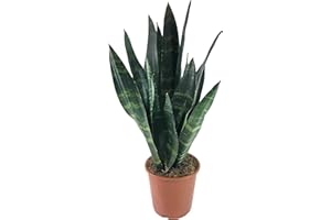 Fangblatt - Sansevieria trifasciata Black Coral - dunkler Bogenhanf - ca. 40 cm hoch - pflegeleichte Zimmerpflanze (L)