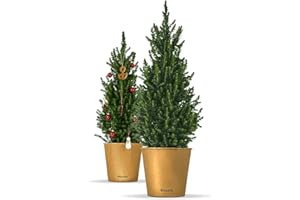Bloomify® Zwergfichte "Fridolin" | 90-120 cm großer winterharter mini Weihnachtsbaum | echte Zuckerhutfichte für Drinnen und Draußen | Pflanze für Topf und Garten | Konifere mit herrlichem Duft