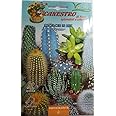 Fito Cactacee In Mix Premium Quality Seeds by Fito