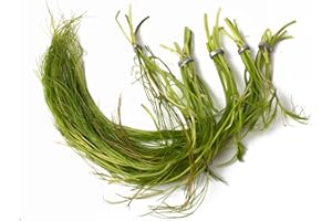 Lincolnshire Pond Plants Ltd Ranunculus aquatillis Oxygenating Pond Plant - Fish or Wildlife Pond and bog Aquatic Plants - 5 Bunches