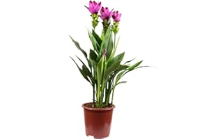 FLOWERBOX Curcuma – Curcuma – Altezza ca. 60 cm, diametro pentola 17 cm