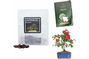 YUGEN BONSAI 30 Japanese Quince Bonsai Seeds | Chaenomeles Japonica | Growing Guide | Grow Your Own Bonsai Tree | Perfect for Bonsai Beginners and Enthusiasts…