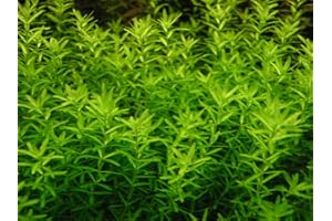 PondPlantsUK Micranthemum Micranthemoides - submerged - Aquarium 10 Strands