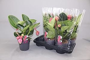 C.B. PLANTS Stunning Live Medinilla Magnifica Orchid Plant - Rose Grape - in 15-17cm Pot