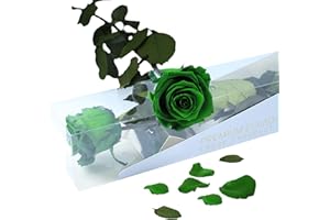 Gdecora Rosa Eterna Preservada Verde de Ecuador – Flor Natural de Tallo Largo 55cm | Forever Rose | Regalo San Valentín, Día de la Madre, Cumpleaños o Aniversario