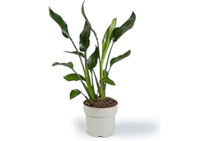 Cool Green - Planta natural interior - Ave del Paraíso