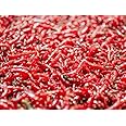 20g Bulk Live Bloodworm on Paper- ideal live food for all Fish tropical fish food Tetra guppy angelfish catfish