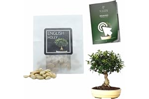 YUGEN BONSAI 30 English Holly Bonsai Seeds | Ilex Aquifolium | Growing Guide | Grow Your Own Bonsai Tree | Bonsai Beginners and Enthusiasts