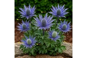 HAPPY GREEN SHOP Sea Holly Blue - 70 Seeds + freebie + Plant tag (Eryngium alpinum)