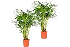 BLOOMIQUE 2x Dypsis Lutescens - Palma Areca - Plantas Naturales Interior - Fácil de Mantener - ⌀20 cm - 90-100 cm