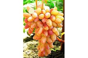 BAHELS Weinreben winterhart,Vitis vinifera,Winterhartes,Traubenwurzel Pflanze,Tafeltraube Weintrauben kernlos, Lebende Pflanzen,Weinreben,Tafel-Trauben,Natürlich, Vielfalt-1 Weinreben pflanzen-C