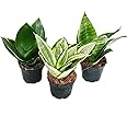 exotenherz - Sansevieria trifasciata hahnii - Set of 3 different plants Potsize 5.5 cm