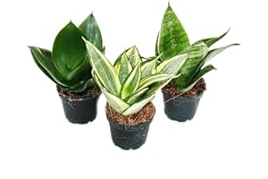 EXOTENHERZ Sansevieria trifasciata hahnii - Set of 3 different plants Potsize 5,5cm