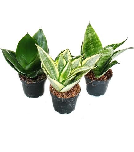 Bloomique - Sansevieria Moonshine - Schwiegermutterzunge - Bogenhanf -  Zimmerpflanzen - Luftreinigend - Sehr pflegeleicht - Hhe 30-40 cm - Topf  12 cm : Amazon.de: Garten