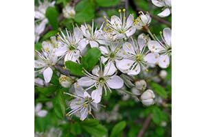 GARDENERSDREAM Prunus spinosa 'Blackthorn' Bare Root Hedge - Green Hedging, Tree, Plants | (3-4ft (90-120cm), 25 Plants (5m Hedge))