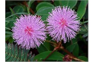 PREMIER SEEDS DIRECT - Mimosa PUDICA - Sensitive Plant - 2 Gram ~ Approx 400 Seeds