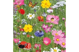 DAMAVAND PRO 10g Dwarf Wild Flower Meadow Seeds Pure Flower Pure Flower 100% Seeds NO Grass NO FILLERS NO Sands (20 to 60cm) UK