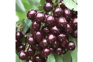 VEG SRLS Pianta vera da frutto ALBERO SIMILE DI CILIEGIO-PRUNUS AVIUM MORA DI VIGNOLA- NERA Ø 16 CM - H 150 cm