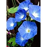 100 Prunkwinde"Heavenly Blue" Samen, Ipomoea tricolor, Morning glory
