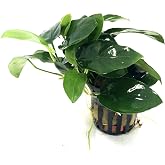 manplan Anubias Nana