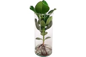 Plante d'intérieur de Botanicly – Pommier baumier dans un verre décoratif comme un ensemble – Hauteur: 35 cm – Clusia