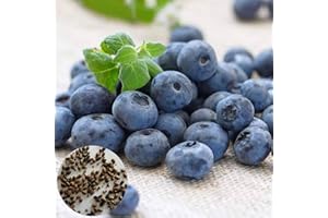 Benoon Semi Di Mirtillo, 100 Pezzi/Borsa Semi Di Mirtillo Piante Grasse Nutrienti Mini Semi Di Frutta Naturali Georgici Per Giardino Semi di mirtillo