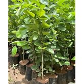 Red Chandan Live Plant