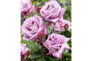 VEG SRLS Pianta in vaso da esterno roseto ROSA LILLA 'REGINA D'AUSTRIA' DA TRAPIANTO