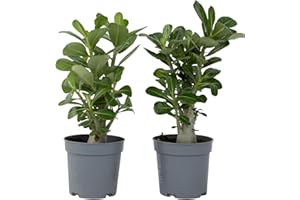 Plant in a Box - Adenium Obesum - Set de 2 - Rose du désertt - Plantes exotique - Rosier violet - Pot 10,5cm - 25-40cm