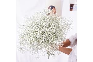 YIWOYI - Ramo de flores secas naturales Gypsophila Paniculata preservadas para decoración del hogar y fiestas de boda (blanco, 40-55 cm, 80 g)