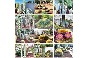 WJKWY-Q 250 Stück kaktus pflanze samen cactus kakteen fleischfressende pflanzen Sukkulenten succulent plants mix indoor kräutergarten winterfeste pflanzen für kübel kräuterlinge kräuter
