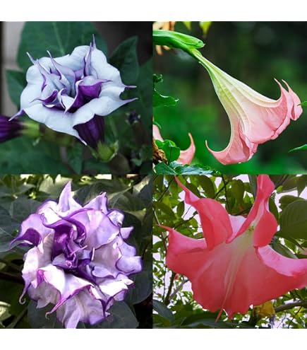 PlantaZee Datura, Dhatura Plants Outdoor Live Plant : Amazon.in