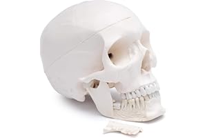 CRANSTEIN SCIENTIFIC Cranstein A-249 Cranio dentale anatomico con denti estensibili | Studi e formazione medica | Modello di anatomia del cranio | Modello del cranio | Teschio