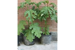 Portal Cool 30 semi Solanum torvum