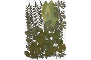 Milisten Dried Leaves Real Dried Pressed Flowers Mixed Multiple Colorful Dry Leaves Flowers for Resin Art Craft DIY Accessories (Style 2)