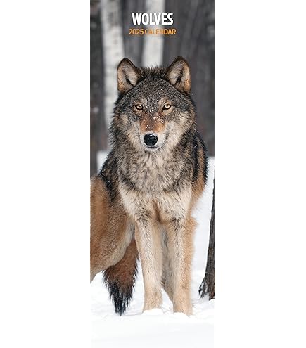 2026 Wolves: National Geographic - Square Wall Calendar - View #6