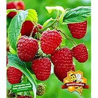 BALDUR Garten Himbeeren TwoTimer® Sugana®, 1 Pflanze Rubus idaeus Himbeerpflanze