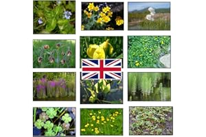PondPlantsUK Marginal Pond Plants Bareroot Premium Selection (5)