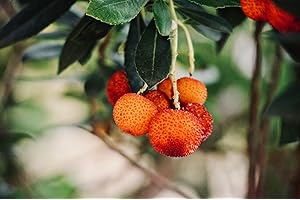 BLUMEN-SENF Erdbeerbaum 40-60 cm Arbutus unedo -Erdbeerstrauch - Winterblüher und mediterranes Gehölz