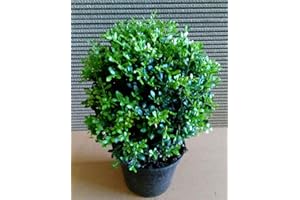 PFLANZEN BÖRING ILEX CRENATA GLORIE GEM 2 Ilex crenata Glorie Gem, Kugel Durchmesser: 20-25 cm, ähnlich Buchsbaum + Dünger