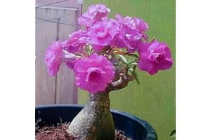 CFGRDEW Rosa del desierto planta viva,rosa del desierto planta en maceta,planta rosa del desierto natural-1planta-A